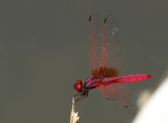 IMG_2326a